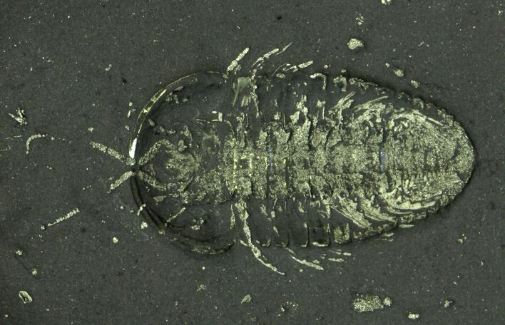 Pyritized Triarthrus Trilobite With Appendages - New York #159687